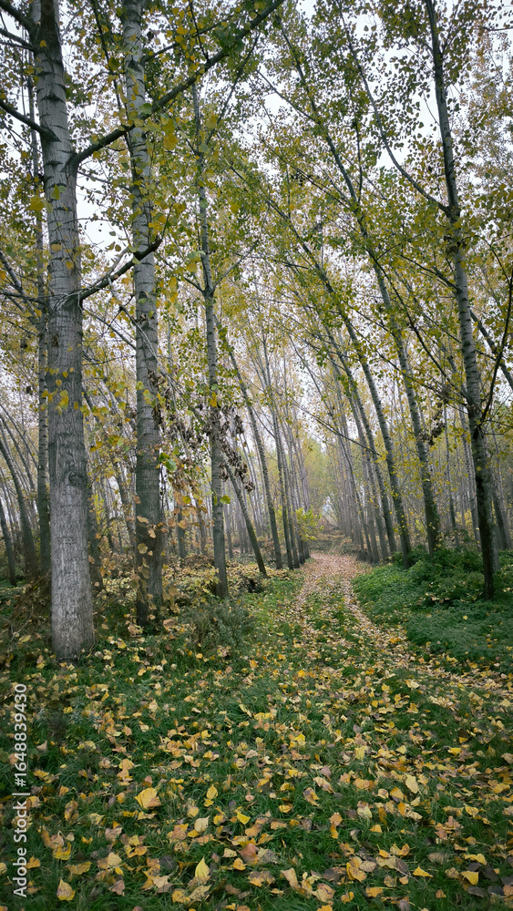 Obraz premium poplar trees in autumn colors leaning due the strong wind