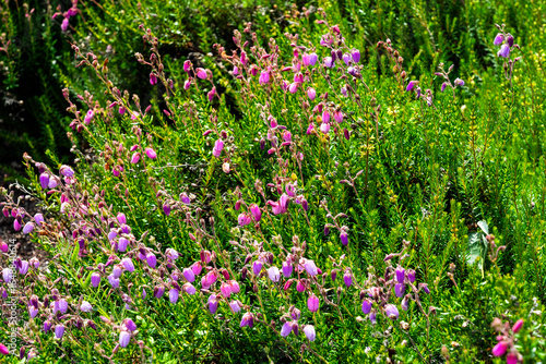 Wallpaper Mural Heidekraut Daboecia cantabrica Torontodigital.ca