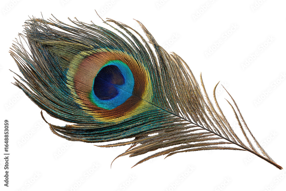 Fototapeta premium Close-up of a peacock feather, showing intricate iridescence and texture