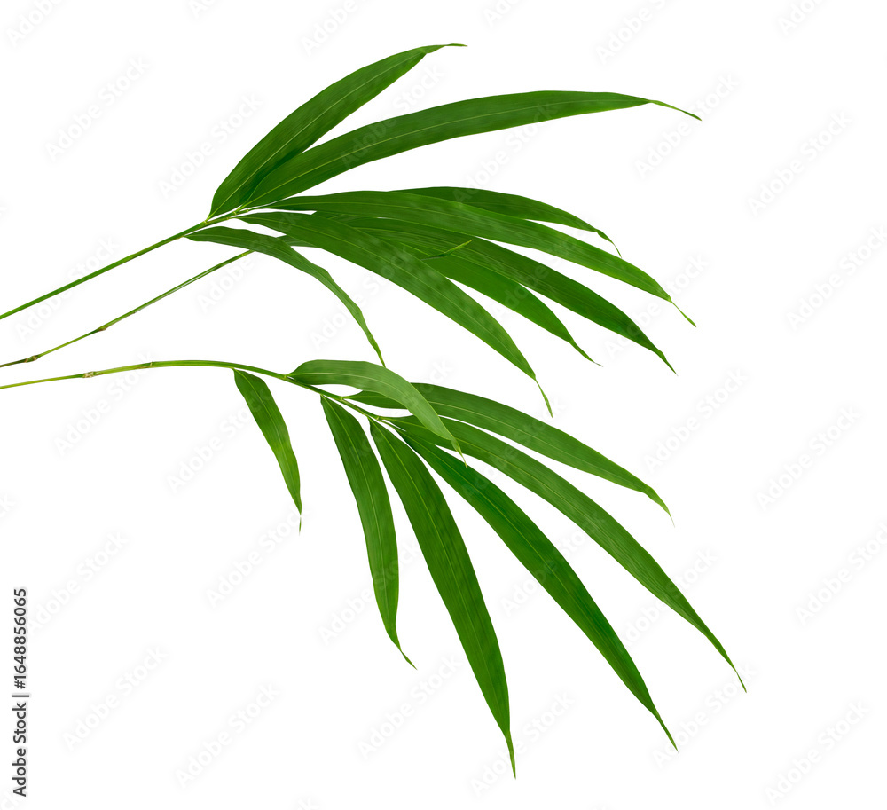 Fototapeta premium Bamboo foliage with stems, Green leaves isolated on white background, with clipping path 