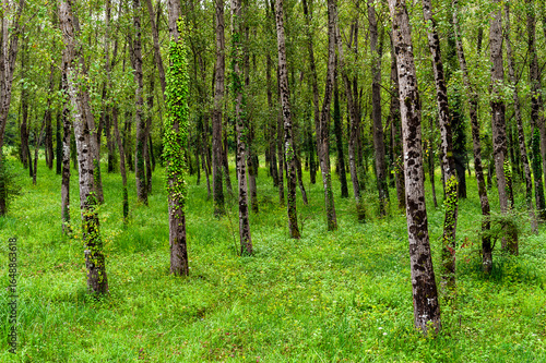 Pappeln in einem Auwald