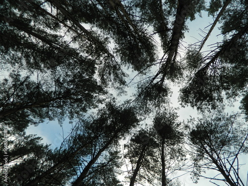 trees and sky
