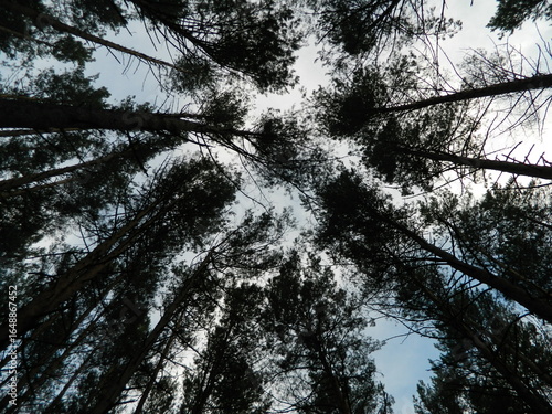 trees in the forest