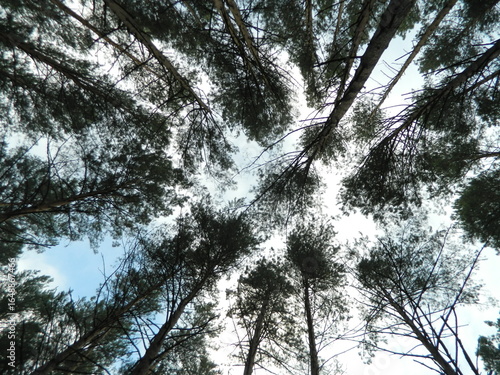 trees and sky