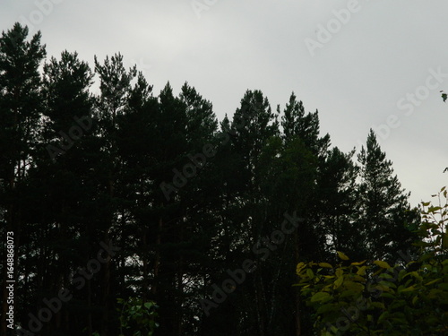 sunset in the forest