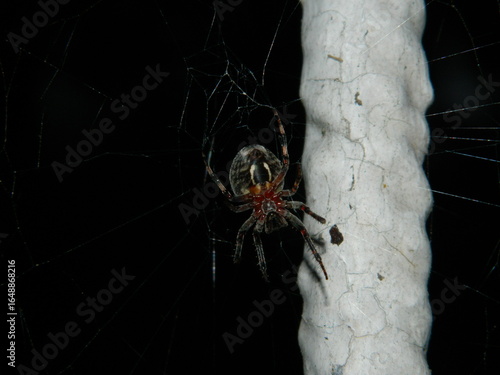 spider on the web