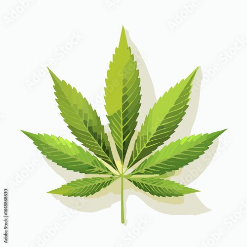 Feuille de cannabis, fond blanc