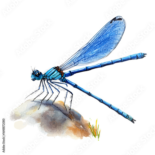 Damselfly, watercolor clipart vector, isolated on a white background.