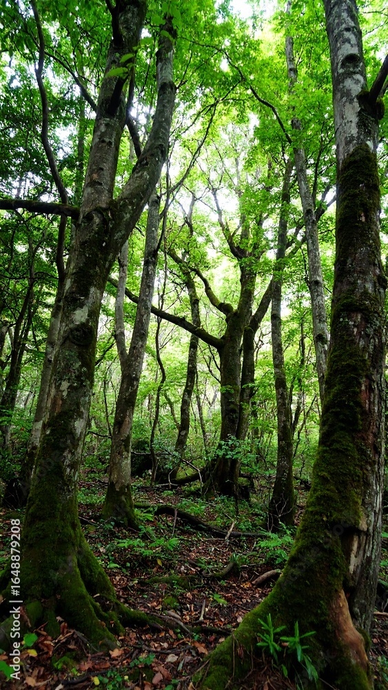 Fototapeta premium Lush green forest canopy