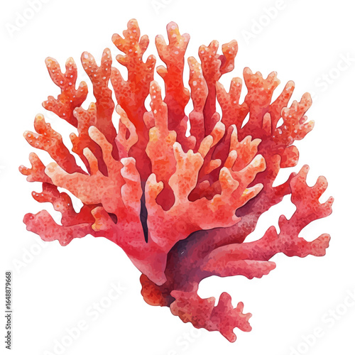 Coral, watercolor drawing vector, isolated on a white background.