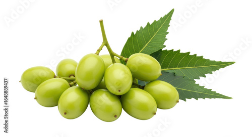 Fototapeta Naklejka Na Ścianę i Meble -  Isolated Neem Fruits