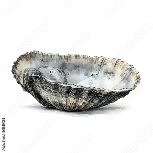 Clam, watercolor clipart vector, isolated on a white background.