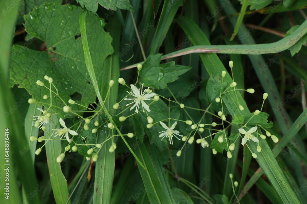 Fototapeta premium 사위질빵