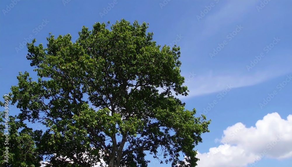Fototapeta premium Lush green tree against a vibrant blue sky
