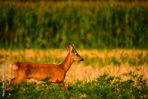 roebuck in the nature at summer morning