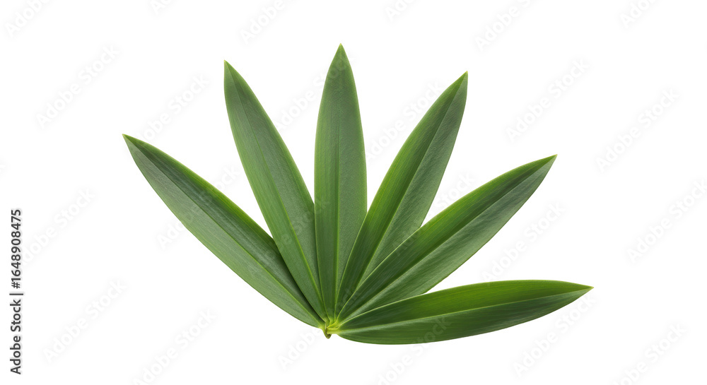 Fototapeta premium Isolated Green Leaves
