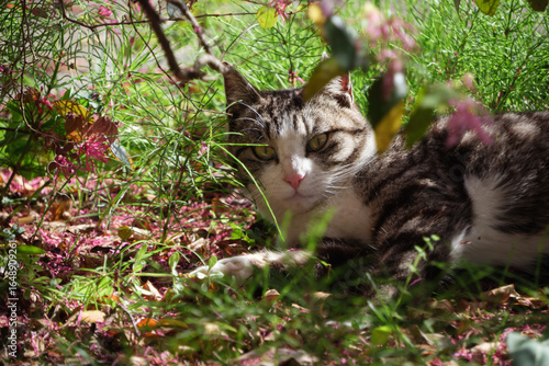 トキワマンサクとベンガル模様とぶち猫柄の野良猫