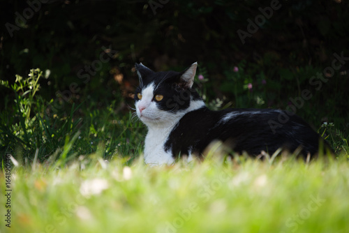 日陰で休んでるハチワレ柄の野良猫と夏の日差し