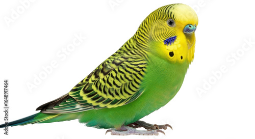 Bild auf Leinwand Isolated Green Budgie Bird