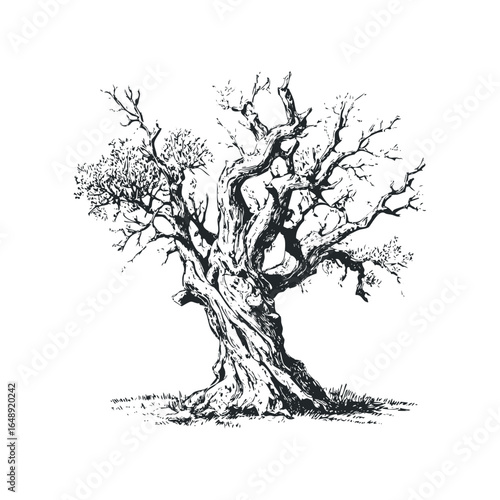 Striking sketch of an ancient gnarled olive tree with bare branches on white background