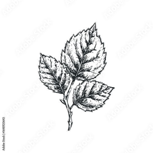 Vintage Style Botanical Drawing of Three Textured Leaves on Stem