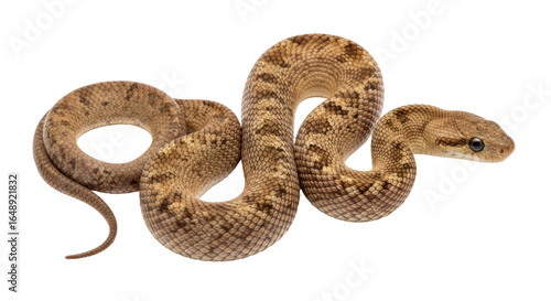 Tableau sur toile Isolated kenyan sand boa