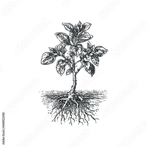 Detailed sketch of a small plant with visible roots and leaves