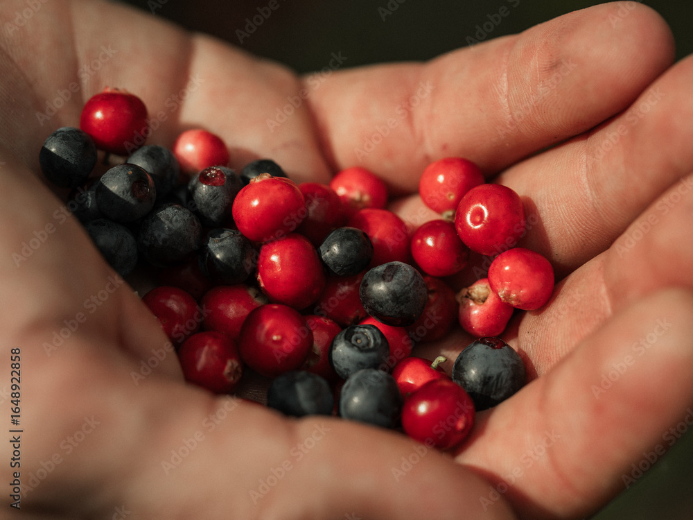 lingonberries and blueberry on a branch lingonberries and blueberry on a branch