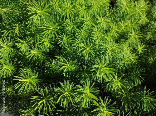 green plant texture. algae texture. needle plant texture. green texture. moss texture.