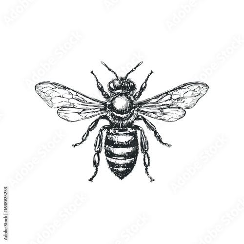 Detailed sketch of a honeybee with wings outstretched on a white background