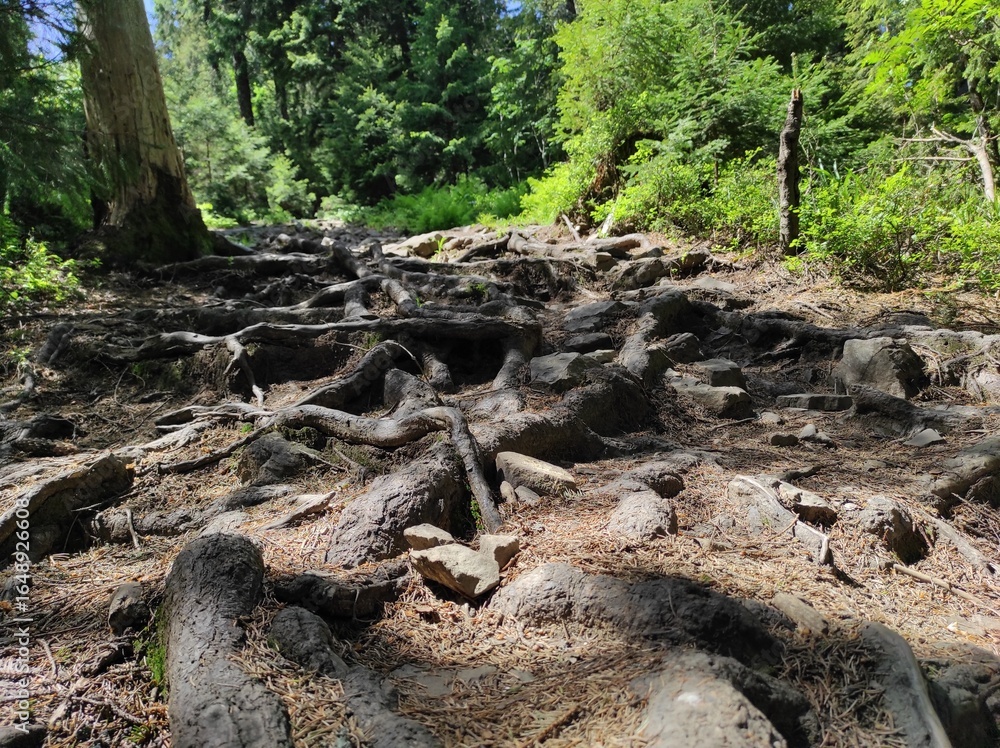 Fototapeta premium Root system in the forest. Root system in the mountains. Alpine grows green. Ukrainian landscapes. Ukrainian mountains Carpathians