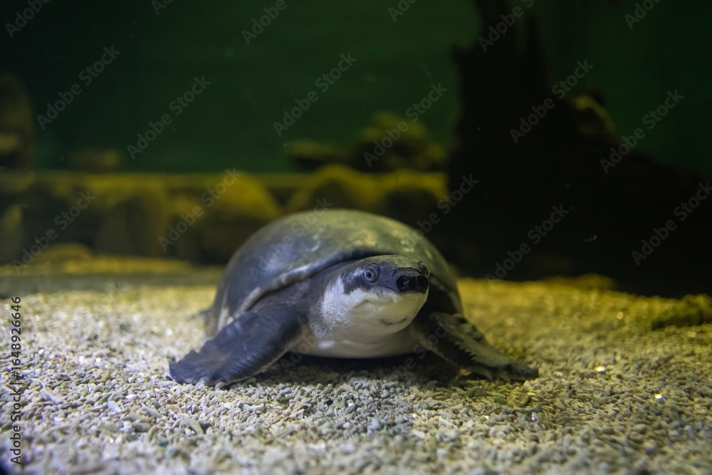 Obraz premium Pig-nosed turtle