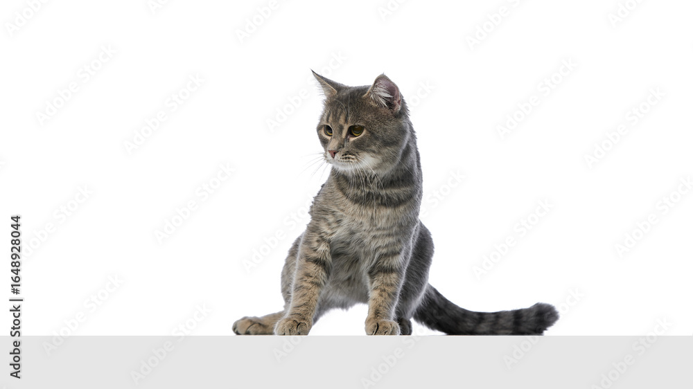 Fototapeta premium Gray tabby cat sitting sideways with attentive look on white background. Concept of pet branding, calm animal mood, veterinary posters, and minimalist product ads.