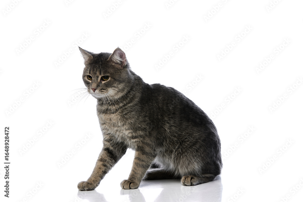 Sitting grey tabby cat with focused expression on glossy white background. Concept of domestic pets, feline posture, animal behavior, calm observation, and adoption promotion. Sitting grey tabby cat with focused expression on glossy white background. Concept of domestic pets, feline posture, animal behavior, calm observation, and adoption promotion.