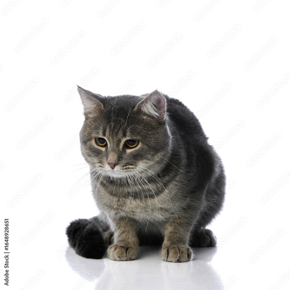 Obraz premium Grey tabby cat crouching with concentrated look on glossy white surface. Concept of pet attention, animal observation, alert behavior, and elegant studio feline photography.