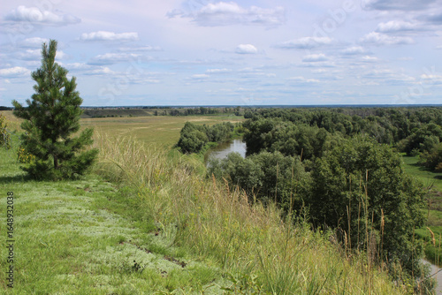 Summer landscape. Pine tree on the bank, flood meadow and small river.