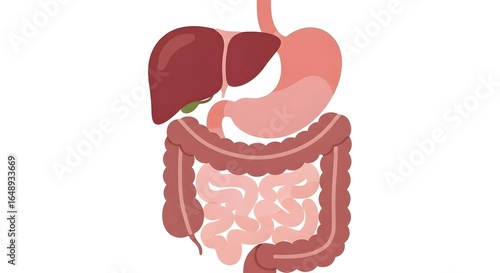 Detailed Illustration of Human Digestive System on White Background.