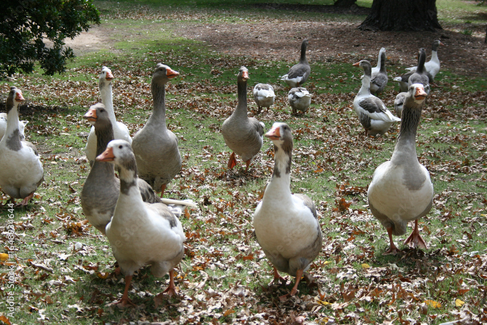 Fototapeta premium A group of geese walking towards the camera in a park 