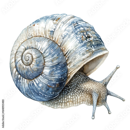 Aquarium Snail, watercolor drawing vector, isolated on a white background.