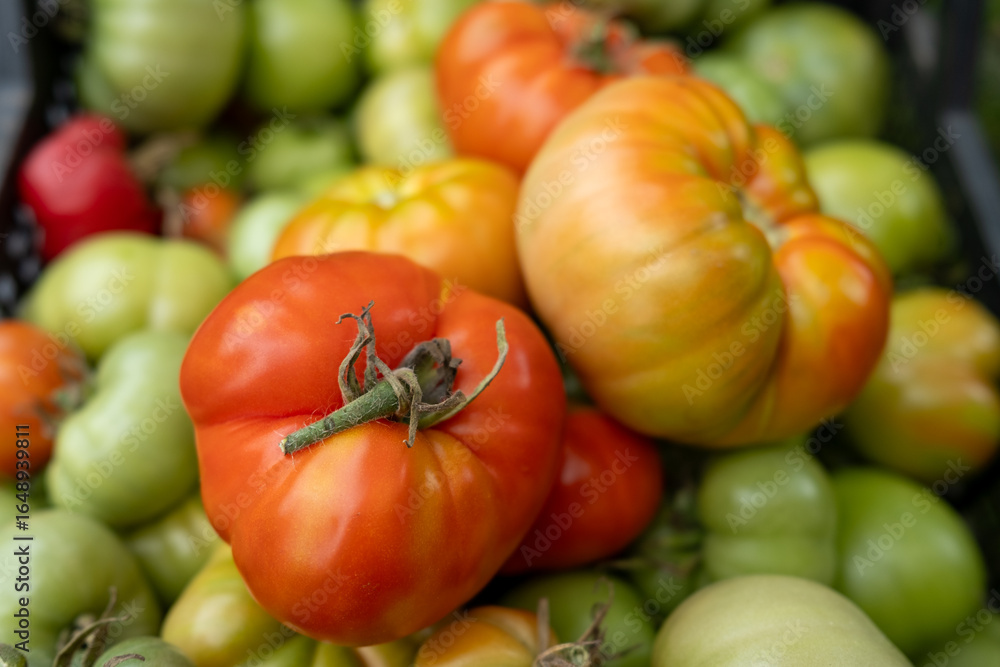 Red and green tomatoes. Freshly picked tomatoes. Healthy food. Pile of tomatoes. Tomato harvest. Red and green tomatoes. Freshly picked tomatoes. Healthy food. Pile of tomatoes. Tomato harvest.