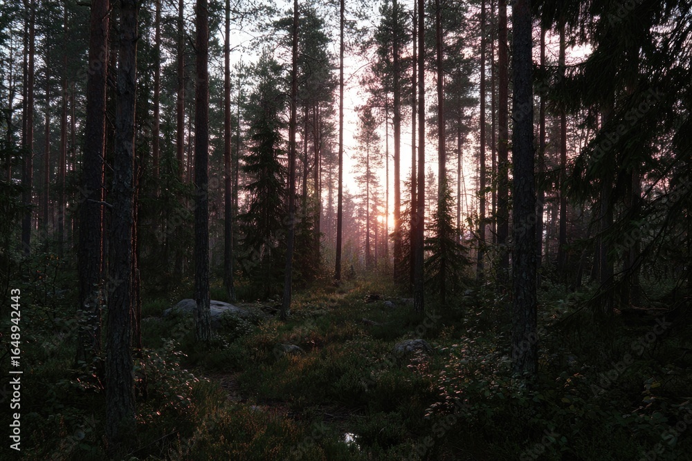 Naklejka premium Sunlight filtering through a misty pine forest at dawn