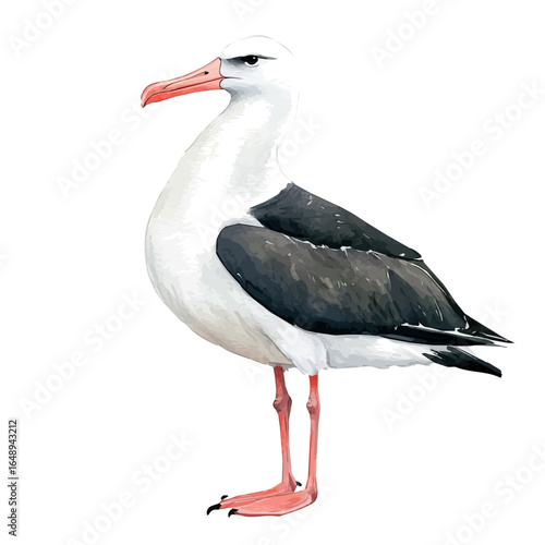 Albatross, watercolor vector, isolated on a white background.