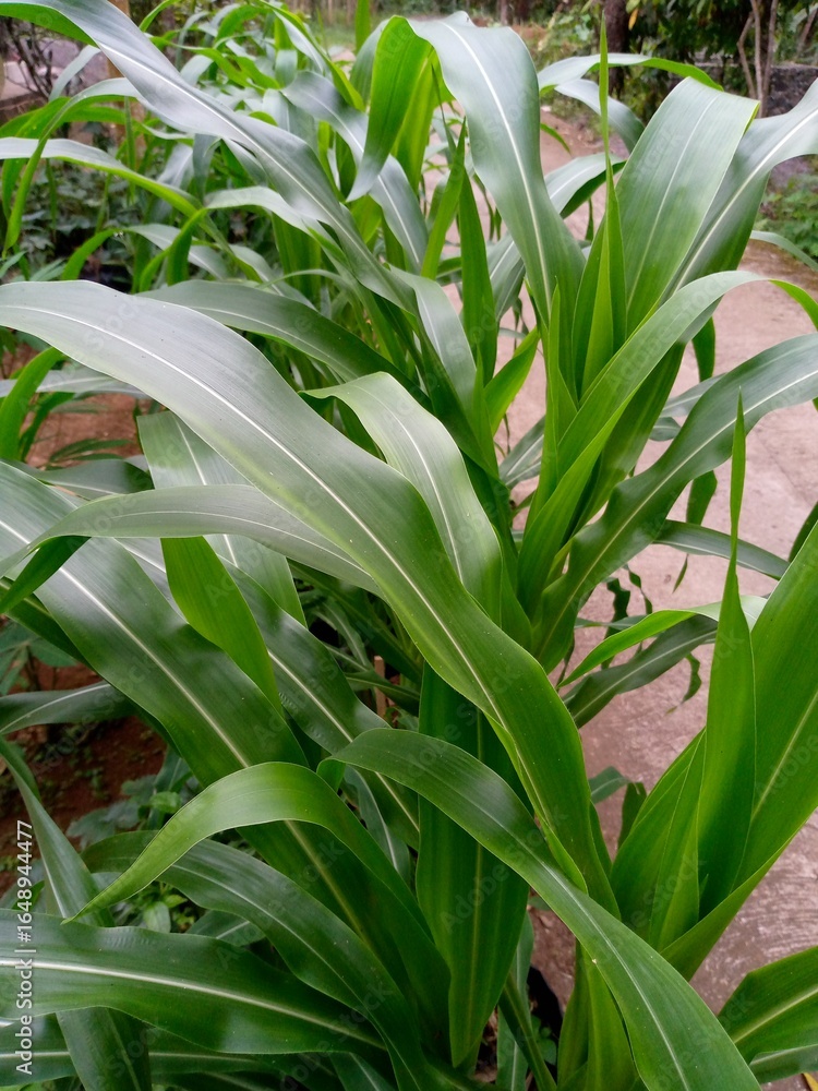 Obraz premium lily of the valley