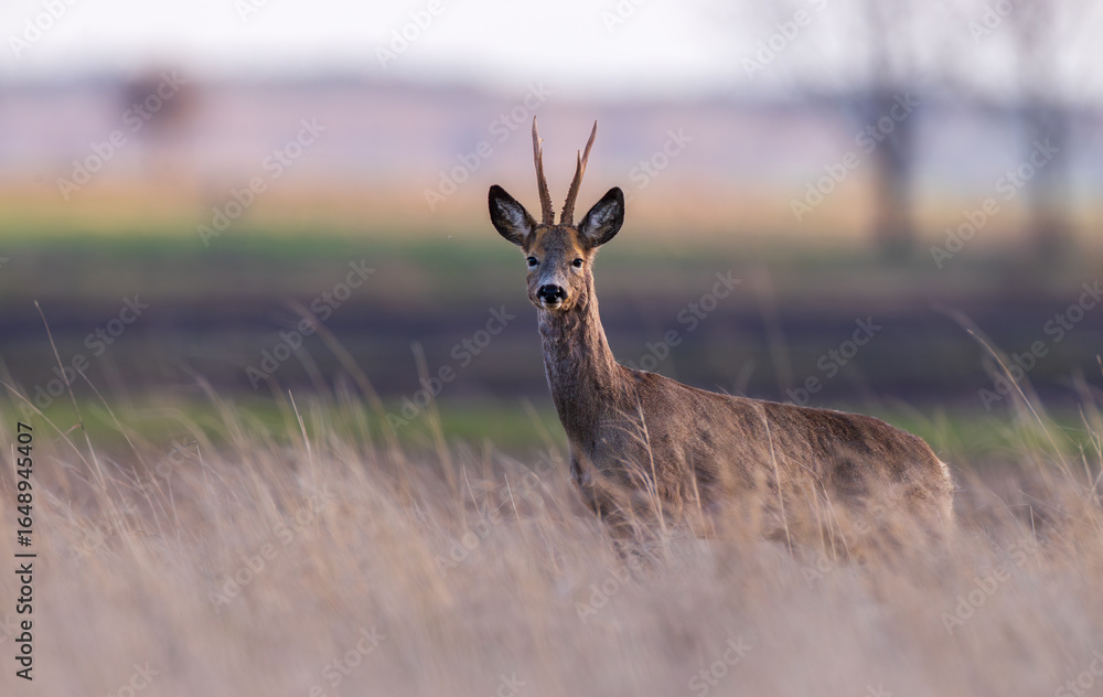 Roe Deer(Capreolus capreolus) male in sunset light Roe Deer(Capreolus capreolus) male in sunset light