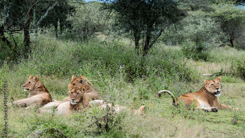 Photography Pride of Lions Resting in Grassland