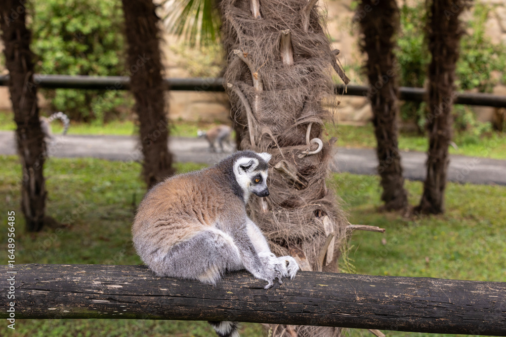 Obraz premium Ring-tailed lemur