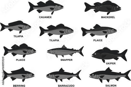A collection of various fish species, including mackerel, salmon, and snapper, with their names, showcasing a diverse range of aquatic life.