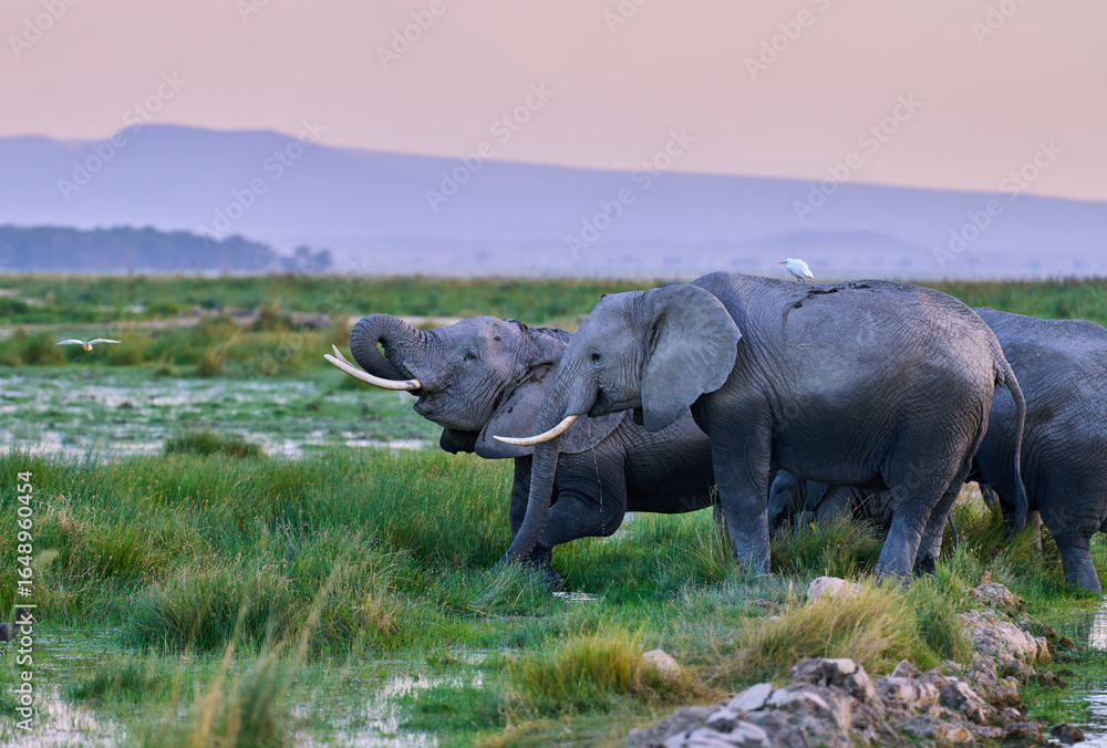 Fototapeta premium Elephants Drinking from Wetlands at Sunset in Amboseli National Park, Kenya