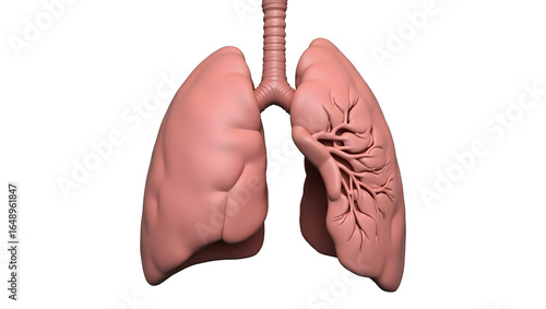 Anatomy & Physiology A cutaway model of the right lung, isolated on white, showing upper, middle, and lower lobes with labeled bronchial branches for anatomy education (1)