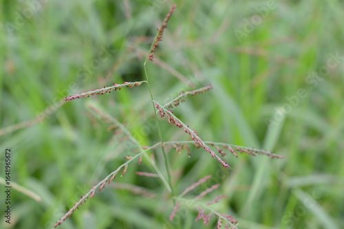 Wallpaper Mural Close up of Eriochloa procera grass with purple seeds and green stems, perfect for botanical, ecological, and agricultural concepts. Torontodigital.ca